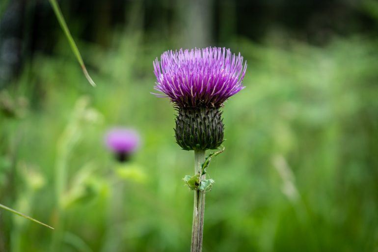 Flower Scottish Thistle Plant Pink  - AftonWater / Pixabay
